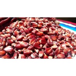 1kg Semilla De Maiz Rojo,...